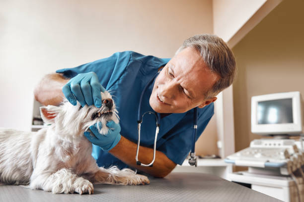 Best Emergency Dentist for Special Needs Patients in Newhall, IA